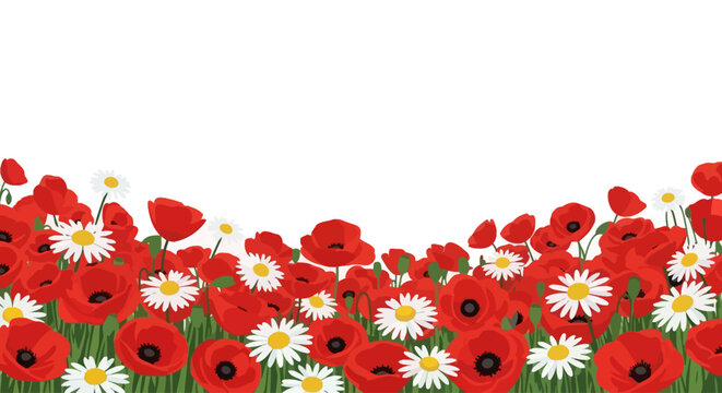 Red Poppies and White Daisies Flowers.