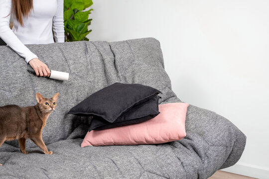 Woman in white clothing cleaning couch, pillows with lint roller, abyssinian cat walks on sofa. Concept of pet hair control, furniture cleaning routine, maintaining fresh home environment. Copy space