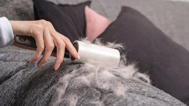 Close up of woman hand using adhesive lint roller to lift heavy pet fur from gray sofa upholstery. Concept of pet hair removal, allergy control and household cleaning routine for tidy living spaces