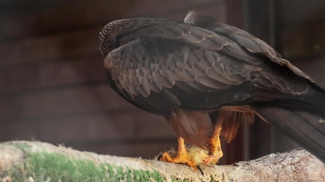 Red kite milvus closeup catching prey, eating feeding. Wildlife, birds, ornithology. Rear shot of predator bird looking straight to camera. Cinematic frame of stunning hawk. Fauna of Asia and Africa.