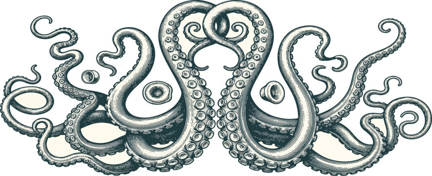 Hand drawn engraving octopus tentacles
