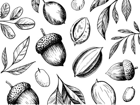 Hand-drawn black and white acorns, nuts, and leaves pattern white background leaf