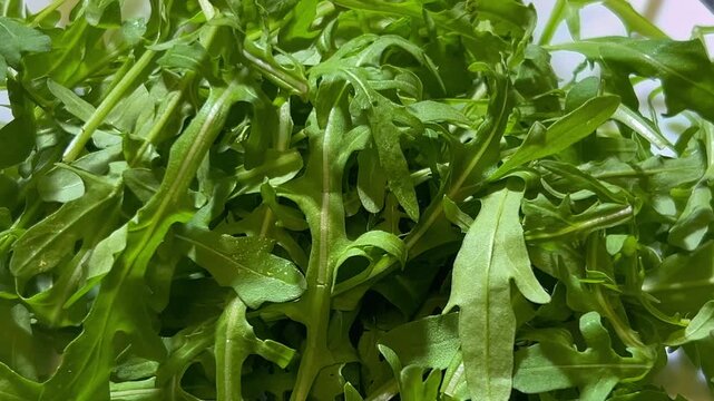 Tracking shot of a rocket salad viewed from above