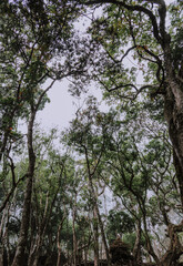 Fototapeta premium Lush and dense forest canopy looking up with gnarled tree trunks