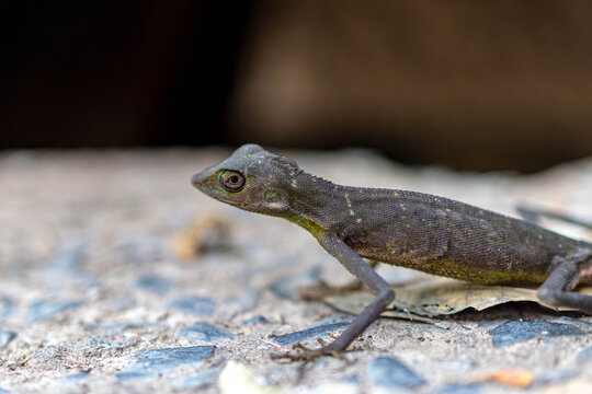 Changeable Lizard Calotes Versicolor Side View Scales Texture Khao Yai National Park Thailand Wildlife Macro