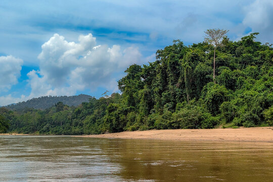 Lush tropical rainforest along the banks of Tembeling River in Taman Negara, Malaysia