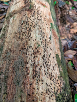 Large group of ants crawling over a fallen tree trunk in a tropical rainforest