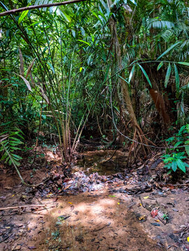Natural stream bed flowing through thick tropical forest undergrowth