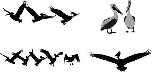 Large collection of brown pelican silhouettes and illustrations featuring birds flying in a flock soaring with wings spread and standing gracefully © Rahen