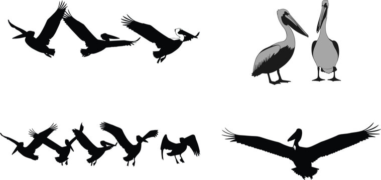 Large collection of brown pelican silhouettes and illustrations featuring birds flying in a flock soaring with wings spread and standing gracefully