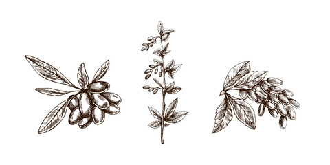 Hand drawn vintage barberry branch berry cluster and leaf botanical sketch set vector illustration isolated © Mariia Mazaeva