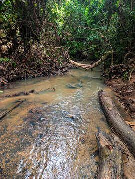 Murky creek winding through lush green jungle with fallen trees and logs