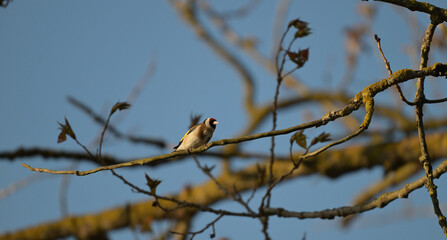 Szczygieł (Carduelis carduelis) siedzący na gałęzi drzewa wiosną, na tle błękitnego nieba © Joanna