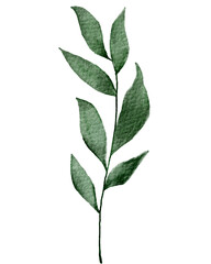 Fototapeta premium Watercolor green leafy branch with textured foliage white background botanical