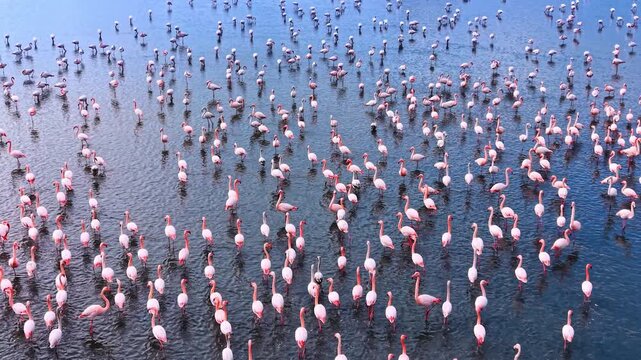 Large colony of pink flamingos wading in shallow blue water. High angle view of numerous greater flamingos standing and feeding in calm lake water.
