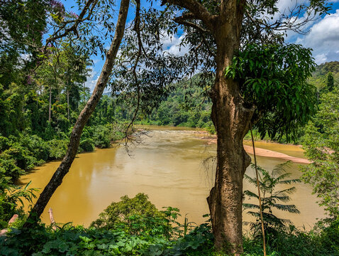 Scenic view of a brown tropical river framed by lush green jungle trees and foliage