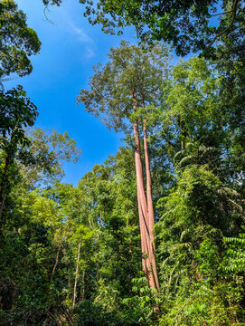 Low angle view of lush tropical canopy and giant trees in Malaysian jungle