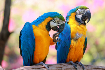Close up head the Blue macaw parrot bird in garden © pumppump