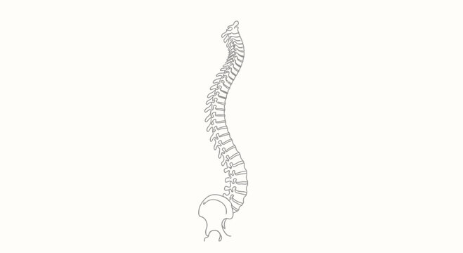 Human vertebral column anatomy side view illustration.