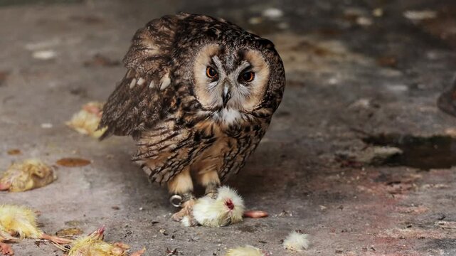 Close-up footage of a long-eared owl feeding on a chick inside a protected wildlife sanctuary, showing sharp beak, intense eyes, and detailed feathers, capturing a raw moment in a safe, natural