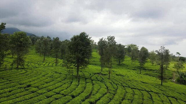 4K aerial view of a lush green tea plantation on rolling hills under a cloudy white sky.