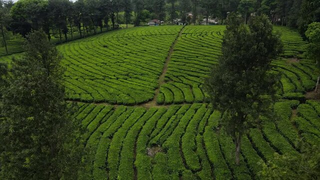 4K aerial view of a lush green tea plantation on rolling hills under a cloudy white sky.