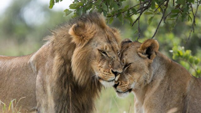 Lion pair nuzzling under tree in savanna vegetation