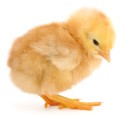 Obraz premium Small Yellow Chicken Isolated on White Background