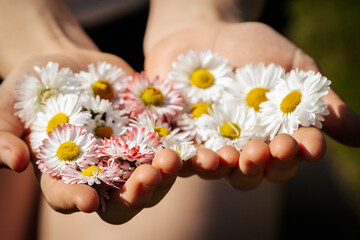 Naklejka premium Hands holding a variety of colorful daisies and wildflowers, showcasing white and pink petals with yellow centers against a blurred natural background