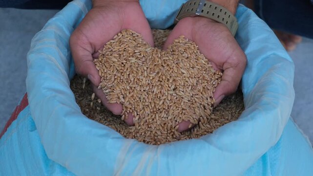 Close up of hands sorting and holding a handful of raw organic wheat grains from a sack