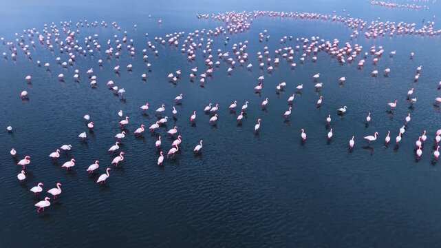 Large group of pink flamingos swimming in dark blue water. Top view of a dense flamingo colony in deep water with bird reflections and ripple textures.