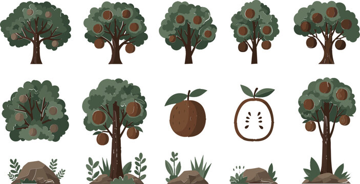 Sapodilla Tree and Fruit Icon Set with Chickoo Plants, Leaves, Whole and Cut Fruit, Tropical Nature, and Organic Vector Collection