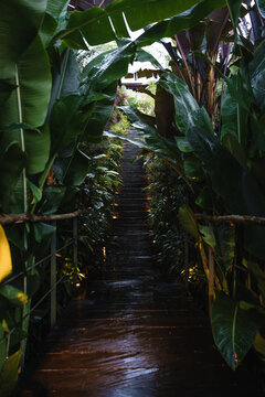 Pathway with glowing lights leading through tropical jungle.