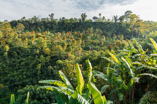 Tropical jungle hills with morning sunlight and vibrant greenery in Bali.