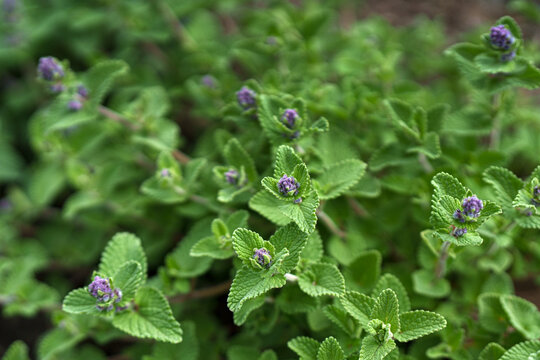 Nepeta Racemosa Toria flower of grape catnip natural portrait of the plant.