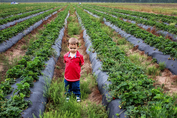 A young child stands between the rows of  strawberry plants © easycolors
