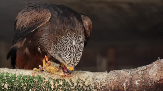 Red kite milvus closeup catching prey, eating feeding. Wildlife, birds, ornithology. Rear shot of predator bird looking straight to camera. Cinematic frame of stunning hawk. Fauna of Asia and Africa.