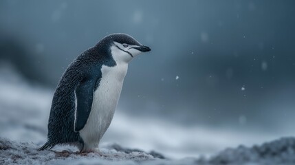 Obraz premium Penguin standing on snow covered ground, cold winter wildlife scene with icy environment and natural habitat