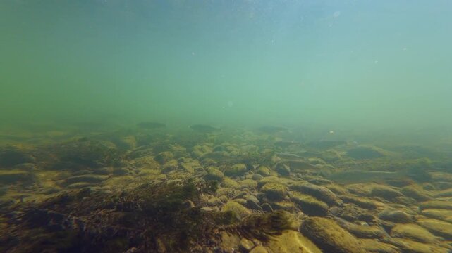 common chub predator fish shoal in fast flow, Myriophyllum spicatum aquatic plant, silt sediment on polished pebble, sun ray on streambed aquascape, Uzh river biotope in Uzhhorod documentary footage
