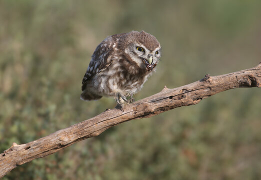A Little Owl (Athene noctua) chick eating a large black beetle while perched on a branch.