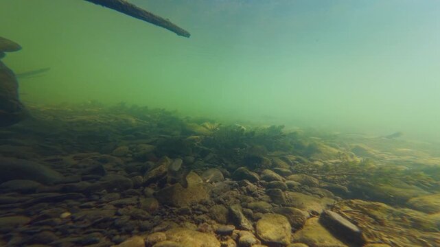 common chub predator fish shoal swim in turbulent murky flow, Myriophyllum spicatum aquatic plant aquascape, organic silt sediment on polished pebble, Uzh river biotope in Uzhhorod documentary footage
