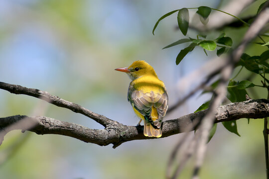 Close-up back view of a female Golden Oriole (Oriolus oriolus), showing the delicate olive-green feather patterns.