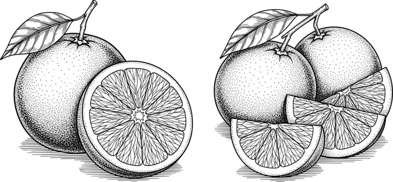 Hand-Drawn Oranges with Sliced Segments and Leaves, Black and White Detailed Illustration for Fresh Food and Organic Designs