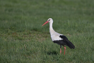 Bocian biały (Ciconia ciconia) idący po zielonej łące, po polu w słoneczny dzień, widok z boku, polska wieś © Joanna