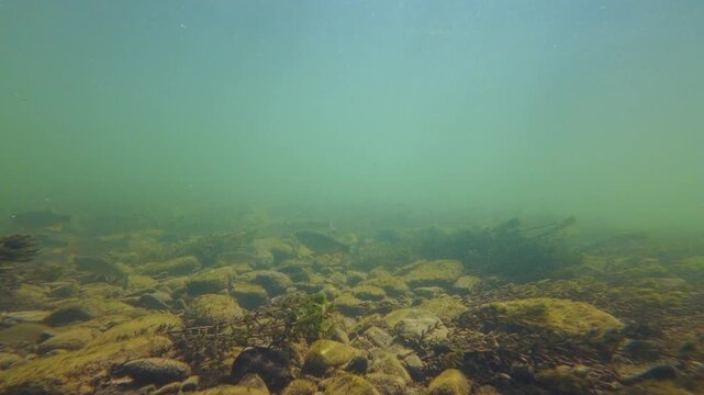 sunshine on silt sediment polished pebble streambed, biotope aquascape, common chub predator fish shoal in Myriophyllum spicatum aquatic plant vegetation, Uzh river in Uzhhorod documentary footage