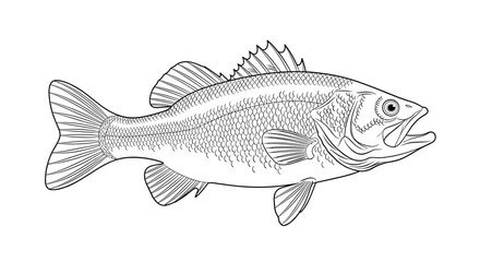 Fototapeta premium Detailed black and white line art drawing of a large bass fish with scales and fins for fishing and wildlife design projects.