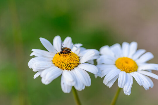Flowers resembling German chamomile (Matricaria chamomilla) with a pair of small beetles (order Coleoptera)