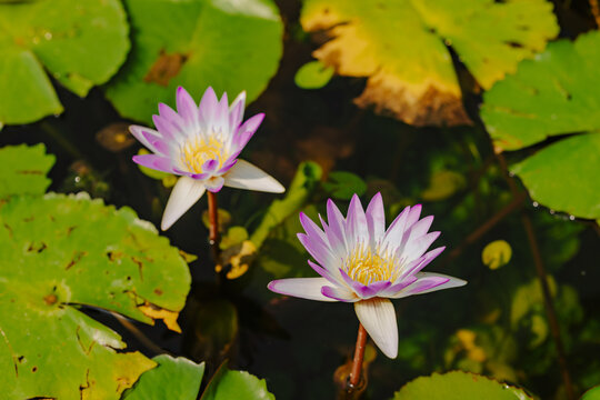 Soft Pink Lotus Flowers Blooming in Pond with Green Leaves