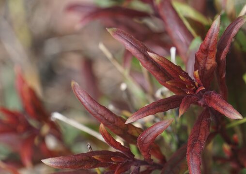 Red gaura plant shoots with textured leaves in close-up and blurred background