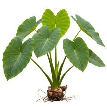 Taro with leaves isolated transparent background PNG, 4k, 1:1